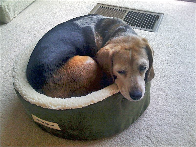 Molly in her bed